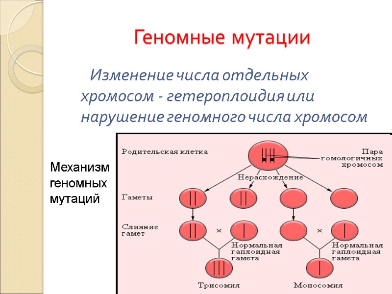 Геномные мутации       Изменение числа отдельных хромосом - гетероплоидия
